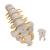 Colonna vertebrale lombare, 1000146 [A74], Modelli di vertebre (Small)