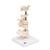 Model of 6 Human Vertebrae, Mounted on Stand (atlas, axis, cervical, 2x thoracic, lumbar), 1000147 [A75], Vertebra Models (Small)