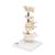 Model of 6 Human Vertebrae, Mounted on Stand (atlas, axis, cervical, 2x thoracic, lumbar), 1000147 [A75], Vertebra Models (Small)