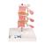 Deluxe Human Osteoporosis Model (3 Vertebrae with Discs ), Removable on Stand, 1000153 [A78], Arthritis and Osteoporosis Education (Small)