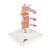 Deluxe Human Osteoporosis Model (3 Vertebrae with Discs ), Removable on Stand, 1000153 [A78], Vertebra Models (Small)