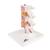 Deluxe Human Osteoporosis Model (3 Vertebrae with Discs ), Removable on Stand, 1000153 [A78], Arthritis and Osteoporosis Education (Small)