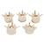 Set of 5 BONElike Lumbar Vertebrae, 1000155 [A792], Vertebra Models (Small)