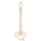 척추 모형 BONElike Human Vertebral Column Model, 1000157 [A794], 인체 척추 모형