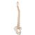 BONElike Human Vertebral Column Model, 1000157 [A794], Human Spine Models (Small)