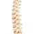 BONElike Human Vertebral Column Model, 1000157 [A794], Human Spine Models (Small)