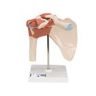 Deluxe Functional Human Shoulder Joint, Physiological Movable, 1000160 [A80/1], Joint Models