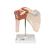 Deluxe Functional Human Shoulder Joint, Physiological Movable, 1000160 [A80/1], Joint Models (Small)