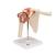 Deluxe Functional Human Shoulder Joint, Physiological Movable, 1000160 [A80/1], Joint Models (Small)