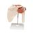 Deluxe Functional Human Shoulder Joint, Physiological Movable, 1000160 [A80/1], Joint Models (Small)