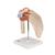 Deluxe Functional Human Shoulder Joint, Physiological Movable, 1000160 [A80/1], Joint Models (Small)