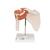 Functional Human Shoulder Joint, 1000159 [A80], Joint Models (Small)