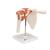 Functional Human Shoulder Joint, 1000159 [A80], Joint Models (Small)