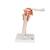 Functional Human Shoulder Joint, 1000159 [A80], Joint Models (Small)