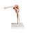 Functional Human Shoulder Joint, 1000159 [A80], Joint Models (Small)