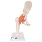 Functional Human Hip Joint Model with Ligaments & Marked Cartilage, 1000162 [A81/1], Joint Models