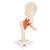 Functional Human Hip Joint Model with Ligaments & Marked Cartilage, 1000162 [A81/1], Joint Models (Small)