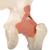 Functional Human Hip Joint Model with Ligaments & Marked Cartilage, 1000162 [A81/1], Joint Models (Small)