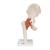 Functional Human Hip Joint Model, 1000161 [A81], Joint Models (Small)