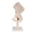 Functional Human Hip Joint Model, 1000161 [A81], Joint Models (Small)