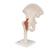 Functional Human Hip Joint Model, 1000161 [A81], Joint Models (Small)