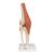 Functional Human Knee Joint Model with Ligaments & Marked Cartilage, 1000164 [A82/1], Joint Models (Small)