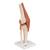 Functional Human Knee Joint Model with Ligaments & Marked Cartilage, 1000164 [A82/1], Joint Models (Small)