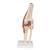 Functional Human Knee Joint Model with Ligaments & Marked Cartilage, 1000164 [A82/1], Joint Models (Small)