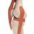 Functional Human Knee Joint Model with Ligaments & Marked Cartilage, 1000164 [A82/1], Joint Models (Small)