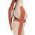 Функциональная модель коленного сустава класса «люкс» - 3B Smart Anatomy, 1000164 [A82/1], Модели суставов, кисти и стопы человека (Small)