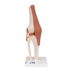 Functional Human Knee Joint Model with Ligaments, 1000163 [A82], Joint Models