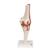 Functional Human Knee Joint Model with Ligaments, 1000163 [A82], Joint Models (Small)