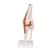 Functional Human Knee Joint Model with Ligaments, 1000163 [A82], Joint Models (Small)