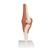 무릎 관절(슬관절) 모형 Functional Knee Joint, 1000163 [A82], 관절 모형 (Small)