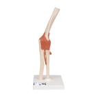 Functional Human Elbow Joint Model with Ligaments & Marked Cartilage, 1000166 [A83/1], Joint Models