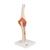 고급형 팔꿈치 관절(주관절) 모형 Deluxe Functional Elbow Joint Model, 1000166 [A83/1], 관절 모형 (Small)