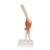 고급형 팔꿈치 관절(주관절) 모형 Deluxe Functional Elbow Joint Model, 1000166 [A83/1], 관절 모형 (Small)