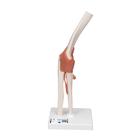 Functional Human Elbow Joint Model with Ligaments, 1000165 [A83], Joint Models