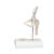 Mini Human Hip Joint Model with Cross Section, 1000168 [A84/1], Joint Models (Small)