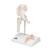 관절 단면이 포함된 소형(미니) 엉덩이 관절(고관절) 모형 Mini Hip Joint with cross-section, 1000168 [A84/1], 관절 모형 (Small)