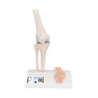 Mini Human Knee Joint Model with Cross Section, 1000170 [A85/1], Joint Models