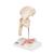 Human Femoral Fracture & Hip Osteoarthritis Model, 1000175 [A88], Joint Models (Small)