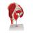 Human Hip Joint Model with Removable Muscles, 7 part, 1000177 [A881], Joint Models (Small)