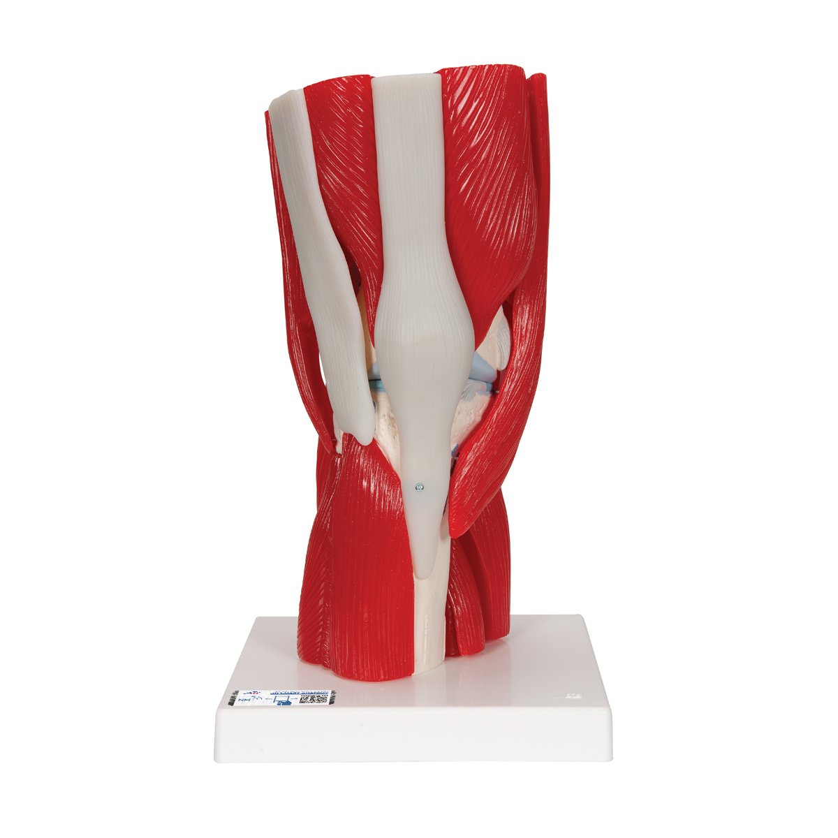 Knee Joint And Muscles