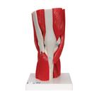 Human Knee Joint Model with Removable Muscles, 12 part, 1000178 [A882], Muscle Models