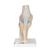 Sectional Human Knee Joint Model, 3 part, 1000180 [A89], Joint Models (Small)