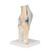 Sectional Human Knee Joint Model, 3 part, 1000180 [A89], Joint Models (Small)