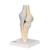 Sectional Human Knee Joint Model, 3 part, 1000180 [A89], Joint Models (Small)