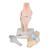 Sectional Human Knee Joint Model, 3 part, 1000180 [A89], Joint Models (Small)