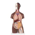 Classic Unisex Human Torso Model, 12 part, dark skin - 3B Smart Anatomy, 1024375 [B09D], Anatomical Models